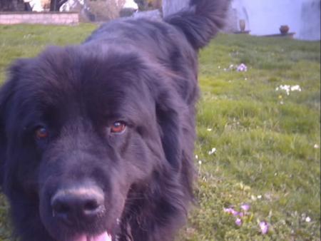 Je vous pr�sente mon Ange-Gardien et je vous dis merci � tous de vos passages et de vos coms !!